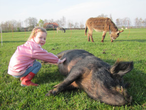 boerderijcamping Gelderland