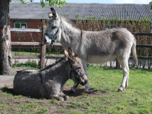 boerencamping Limburg