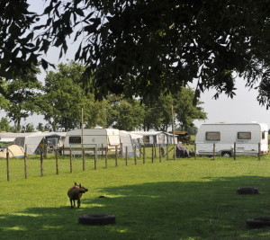 boerencamping zuid-holland