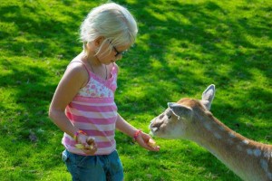 boerencamping zuid-limburg