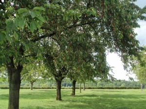 Kersen aan de bomen op de boerencamping Limburg