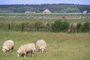 natuurcamping Texel