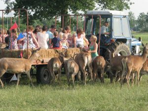 Herten en een tractor met kindedren op de wagen op een boerencamping gelderland
