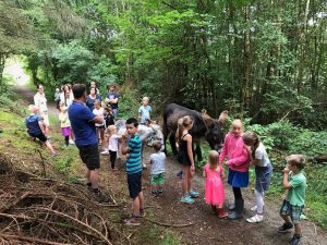 natuurcamping Ardennen