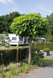 Een kleine ronde boom op de kleine camping