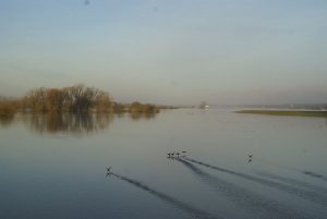 vogels in de natuur nederland minicamping